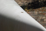 Wenonah Jensen 17 Kevlar Canoe and Accessories for sale - [click here to zoom]